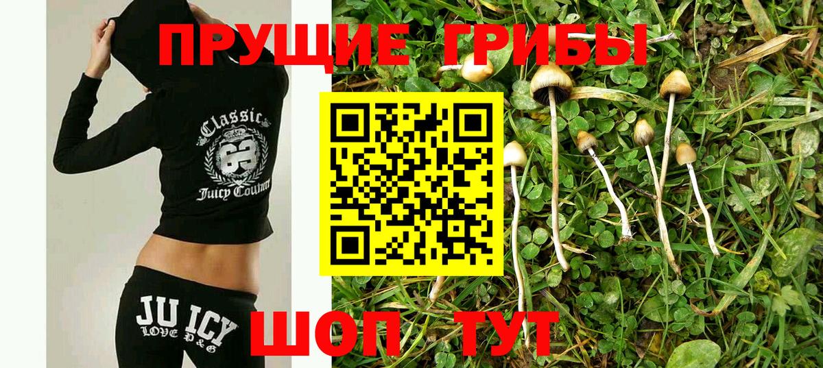 Обнинск  Галлюциногенные грибы Psilocybine cubensis  Вход с VPN 